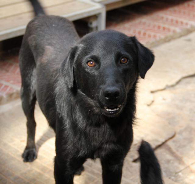 Donko, un amour de chien - LDAS ( 72 ) 968526img1210