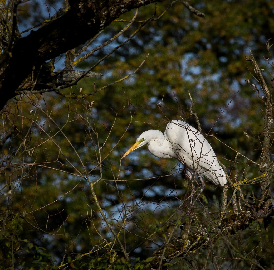 Faune sauvage - Page 3 968535IMGP7176