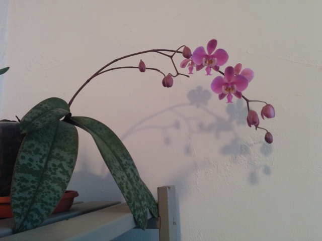 Phalaenopsis schilleriana 97037520150224180828