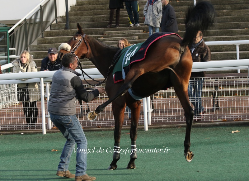 Photos Auteuil 19-11-2016  9707535J6A1308