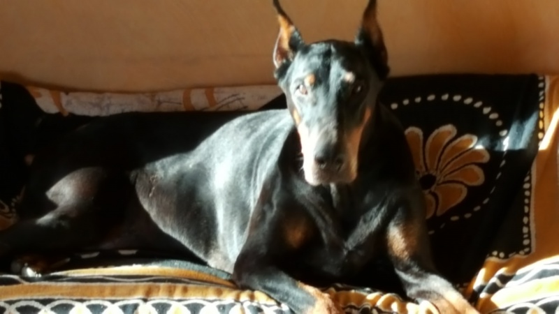 ma mamie Dobermann s'en est allée .... 97151820160922175800