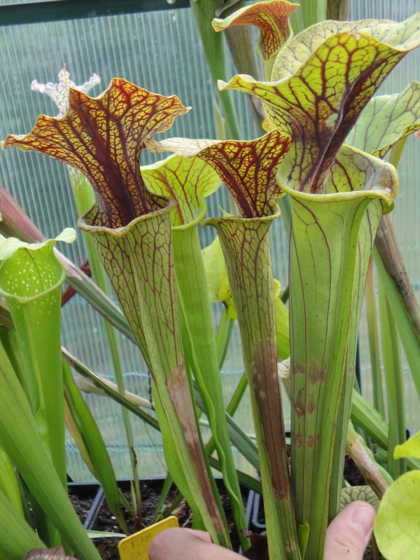 Sarracenia flava var. ornata 'Super Ornata' 971611DSC09399