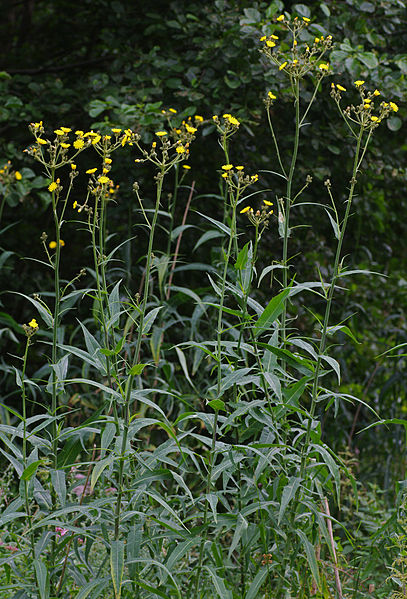 Bois et forêts -Chantilly - Faune - Flore -(photos et textes) 972633407pxSonchusPalustris1