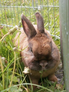 [Adopté] [ABDN] Léonard lapin dans le 59  973802Lonard36