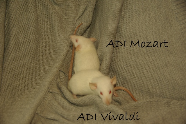 ADI Fidji et RDS Edelweiss xXx ADI Yoru (suite) 974541VivaldiMozart3