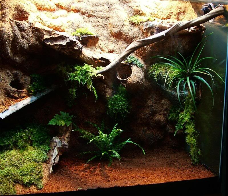 Idée terrarium - Page 2 975970cresti10