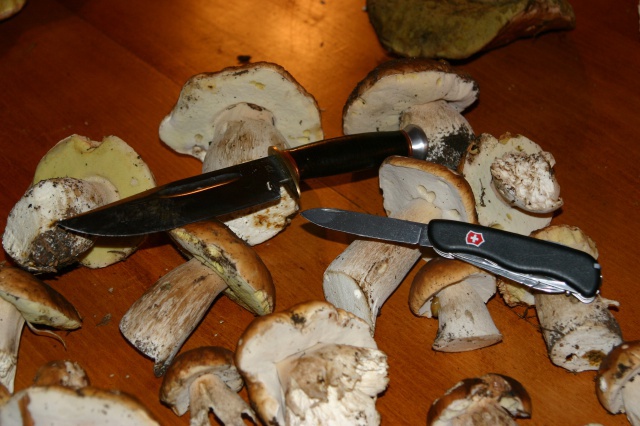 Par ici les ramasseurs de champignons... 976363IMG3059