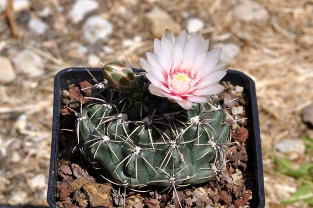 GYMNOCALYCIUM !!! 976705gymnocalyciumamerhausseri1106012