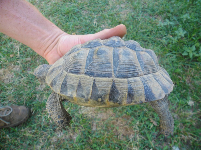 identification de mes 3 tortues 977866profil