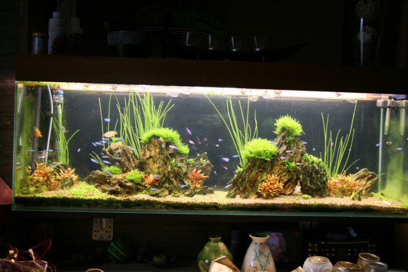 trigon 190 + cuve 120x30x40 aquascaping - Page 7 978077IMG2656