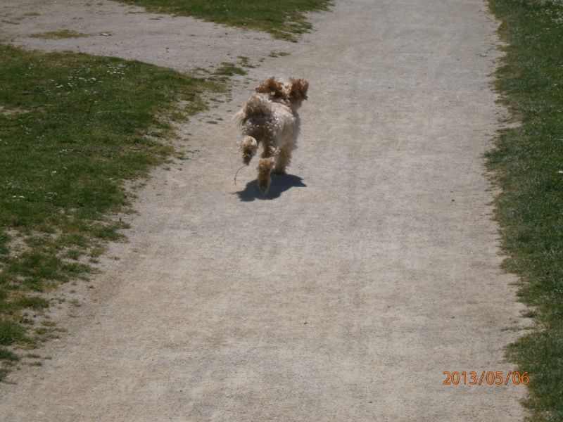 CHAPO X CANICHE M 10 ANS URGENT avant le 10/02 - Page 2 985213P5060029