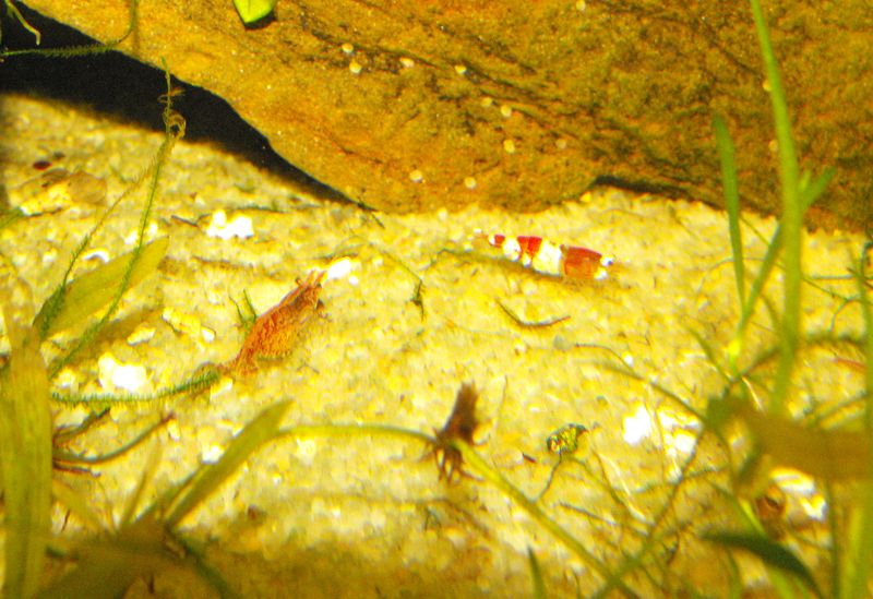 mon 200l crevettes, écrevisses et petits poissons 986504RCetCRS14062011