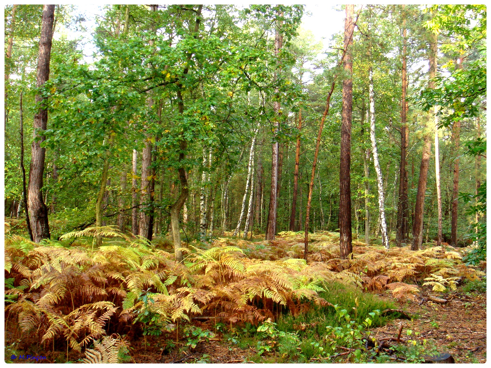 [fil ouvert] la forêt dans tous ses états - Page 7 986753DSC011214