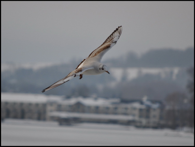  Oiseaux (photos et textes) 986847DSC0290a