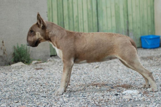 A placer - Lilou- femelle bull terrier 988005lilou