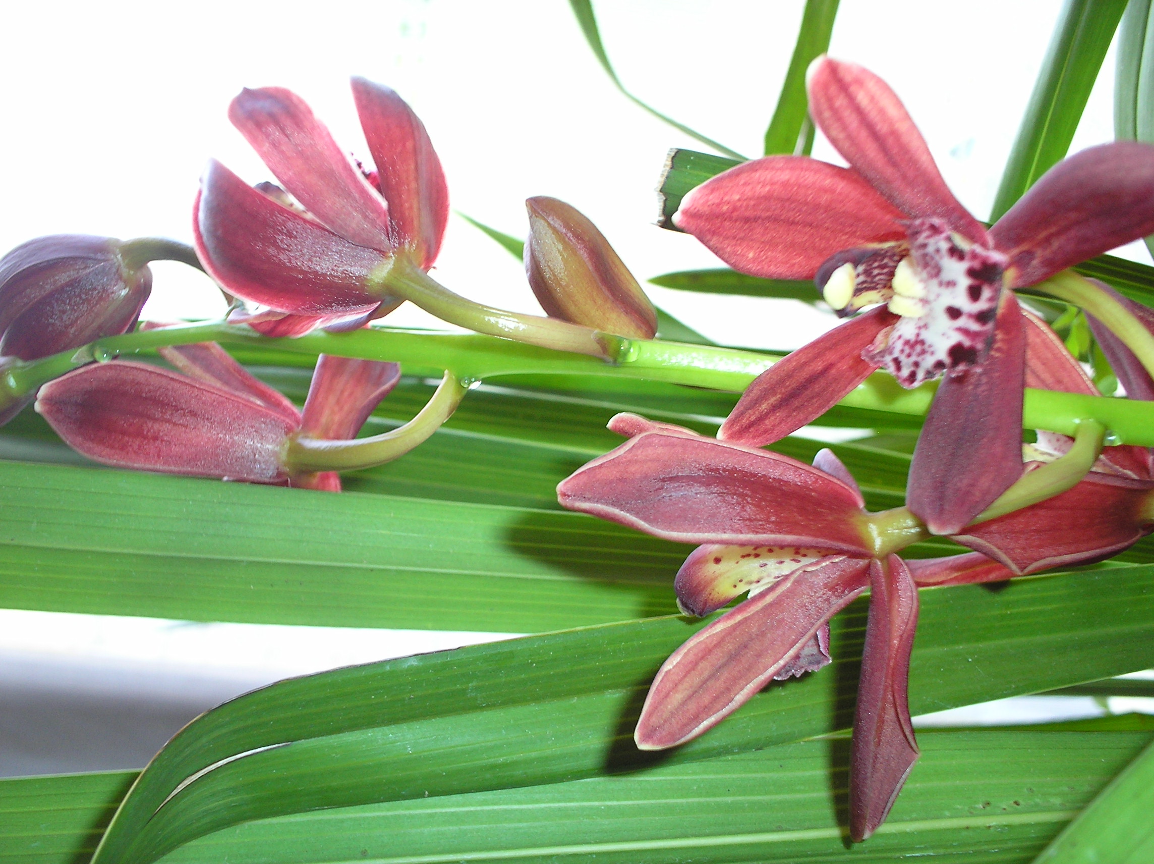 mon cymbidium - Page 2 988830P5252574