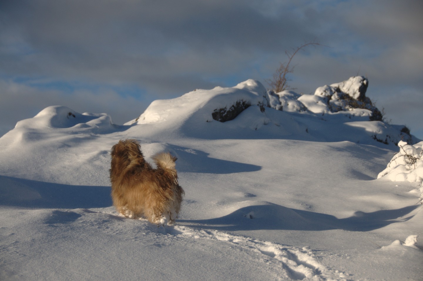 Une vie pyrénéenne de labrit des pyrénées - Page 23 989420010oust18