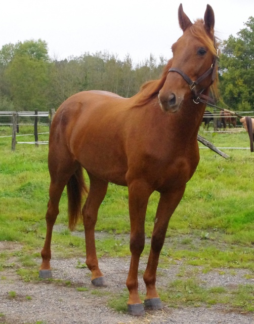 [PLACEE VAL] ANNA  Le retour de la touche-à-tout  991317ANNA2