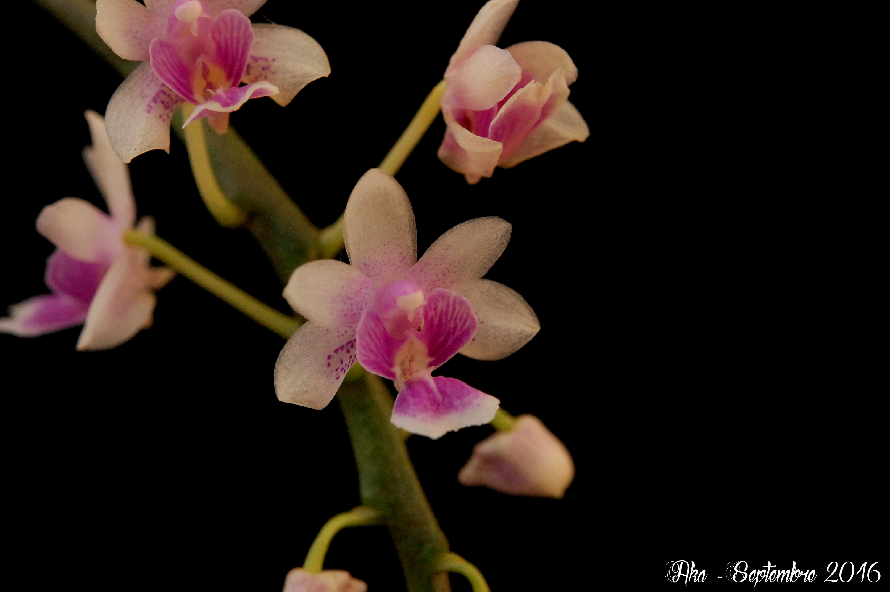 Phalaenopsis deliciosa subsp. deliciosa 991999deliciosa