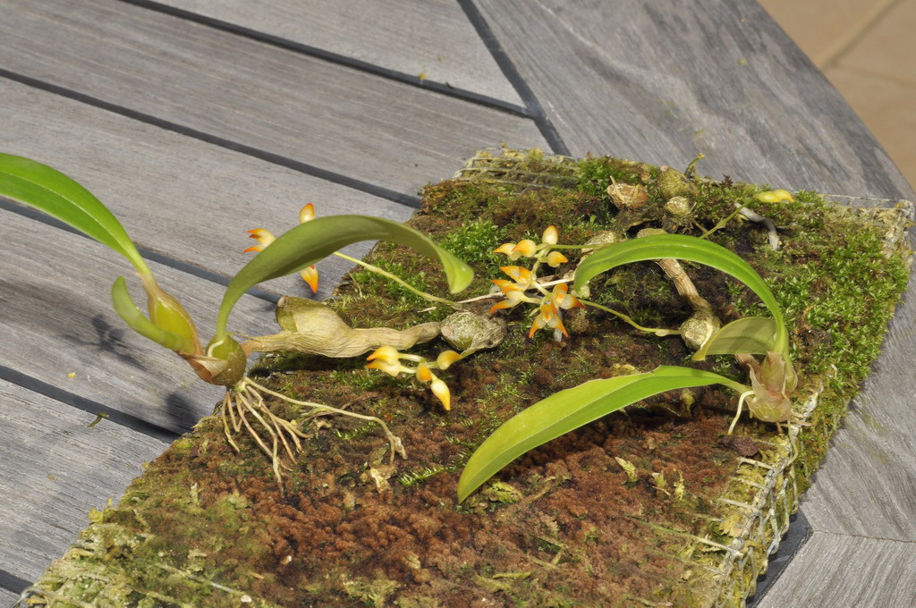 Bulbophyllum flammuliferum 993239Bulbophyllumflamuliferum0287