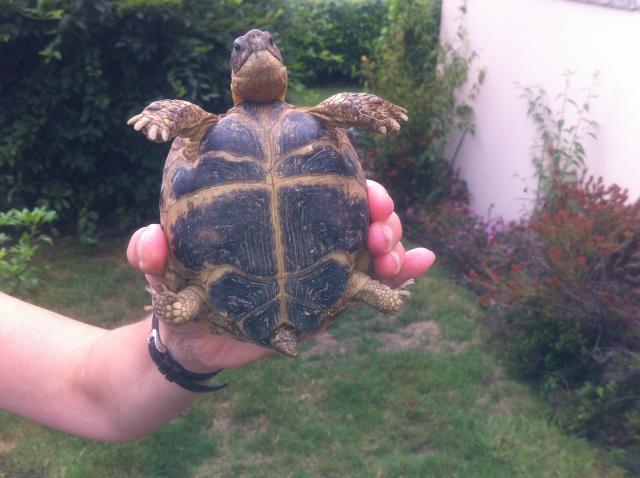 Presentation de Ma tortue des Steppe 993758IMG00391