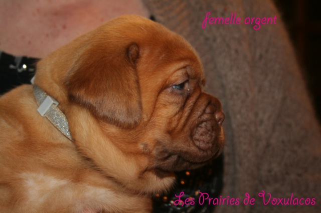 Naissance le 12/01/13 - 7 chiots – Dépt 27  995926bebesEnjoy12fev13124copie