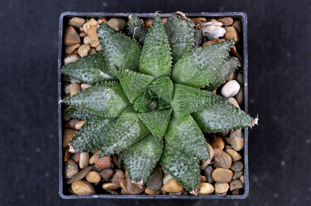 Mes Haworthia 996105emelyaeXherbaceaF22FH120929002