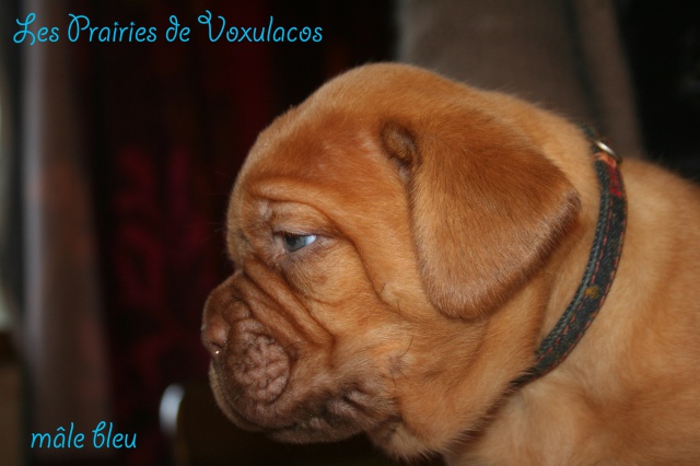 Naissance le 12/01/13 - 7 chiots – Dépt 27  998703bebesEnjoy12fev13123copie