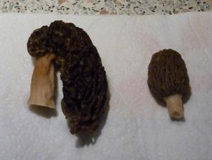 Morilles ou pas morilles ? Mini_131569005