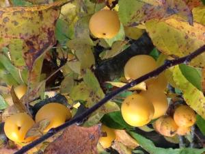 Apprendre à reconnaître les arbres Mini_156776261