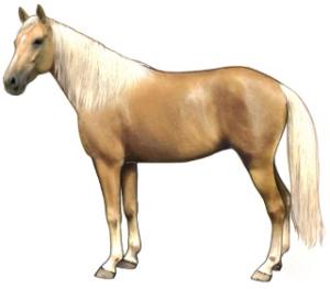 Chevaux d'Ilsaiel Mini_182735palominohorse