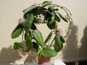 HOYA CALYCINA Mini_242617Avril2011078