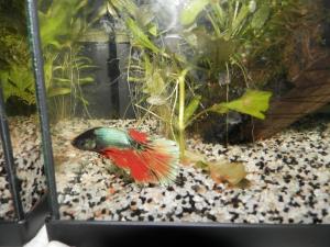 MesBetta Splendens ou Imbellis, Halfmoon et Crowntail ? Mini_362541BettaImbellis01