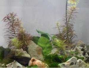 Aquarium nano 20 litres: quels pensionnaires ? Mini_404323SAM2438