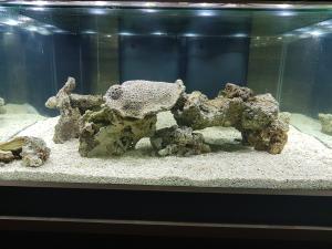 Mon aquarium de Toulouse. 360L Table basse Mini_40829620170412040845