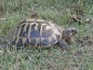 Avis sur mâle herman adulte (corse ou varois) ? Mini_497444DSC00168