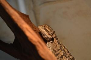 Voici pogona... Mini_524502DSC0019