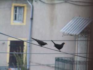 Les oiseaux de nos jardins Mini_700708DSCF2448JPG