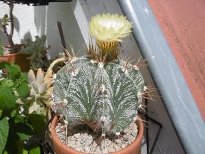 Astrophytum ornatum Mini_71965501Astrophytumornatum