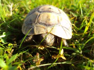 Une tortue dans mon jardin.. En Franche Comté?! Mini_721487DSC03354