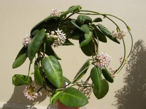 HOYA CALYCINA Mini_730863Avril2011077