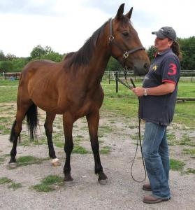 [PLACE FRANCESCA] SIRE  Le cheval  nature et bio  Mini_734519sire4