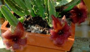 Fleur de cactus Mini_911512Unjolipetittierc
