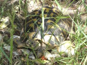 Avis sur mâle herman adulte (corse ou varois) ? Mini_962819DSC00034