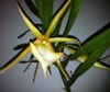 Angraecum, Aerangis et autres Angraecinae / Aerangidinae Mini_963438avatarviguieri1