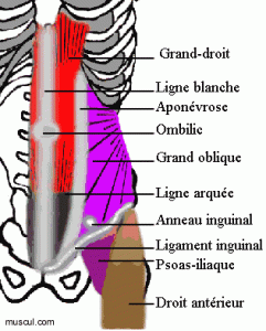 14 - Abdominaux Mini_966402aniGif