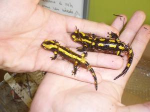 salamandra salamandra terrestris de chez Dartfrog Mini_981219P1150403