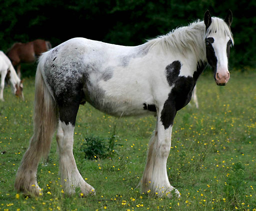 Vos irish cob importés de l'étranger - Page 2 102611Cloud2