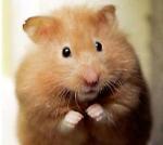 Hamster doré 10732roux