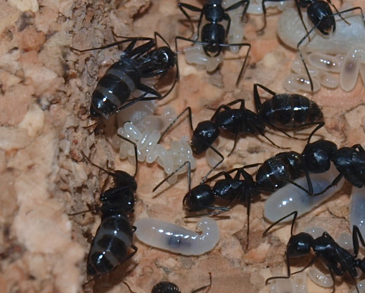 Camponotus vagus 120915camp2